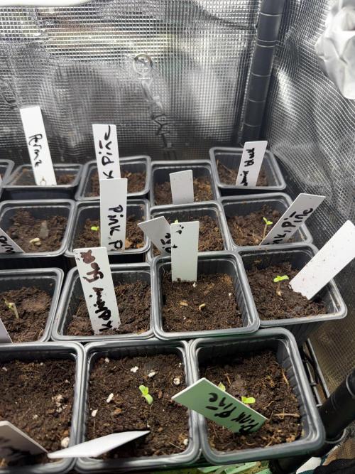 #2 Phenohunting!. Week 0 - One broke, and another, having such a long root, was pulling downwards!