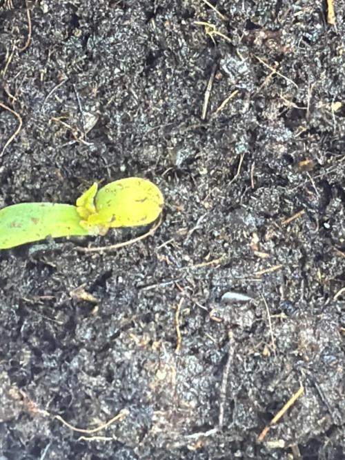 #2 Phenohunting!. Week 0 - I'll upload an update about the fresh Yellow one that broke on me these days!