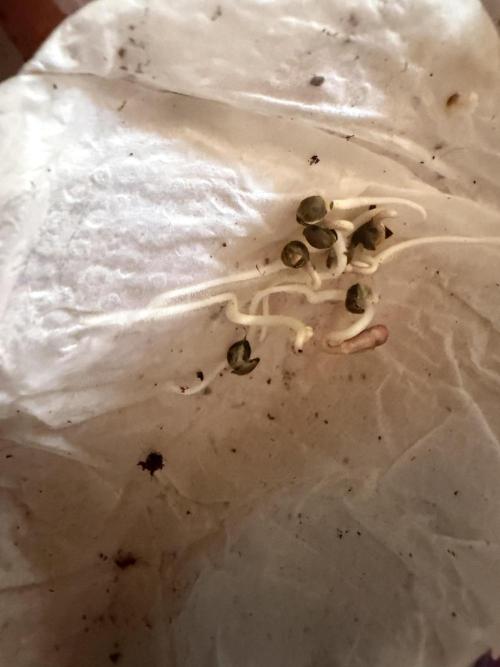 #2 Phenohunting!. Week 0 - very fast and good germination in some