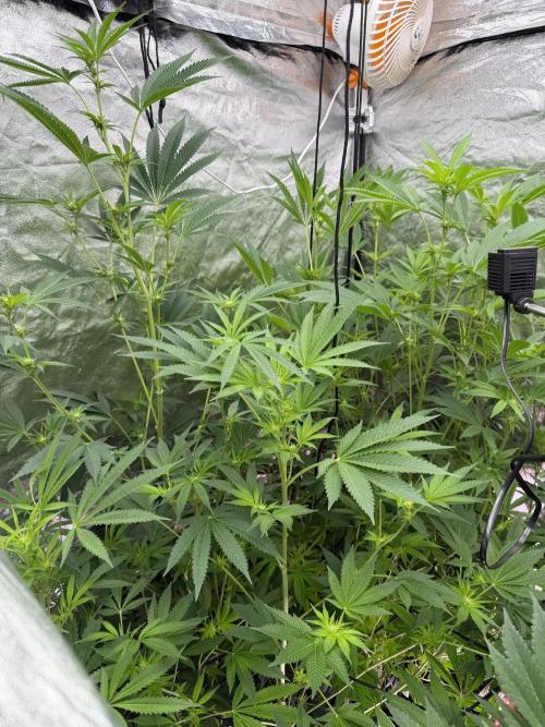 GROUNDED GENÉTICS!MY FIRST TIME GROWING. Week 11 - The girls are behaving very well, day 6, week 2