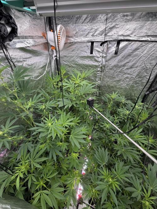 GROUNDED GENÉTICS!MY FIRST TIME GROWING. Week 11