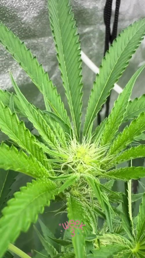 GROUNDED GENÉTICS!MY FIRST TIME GROWING