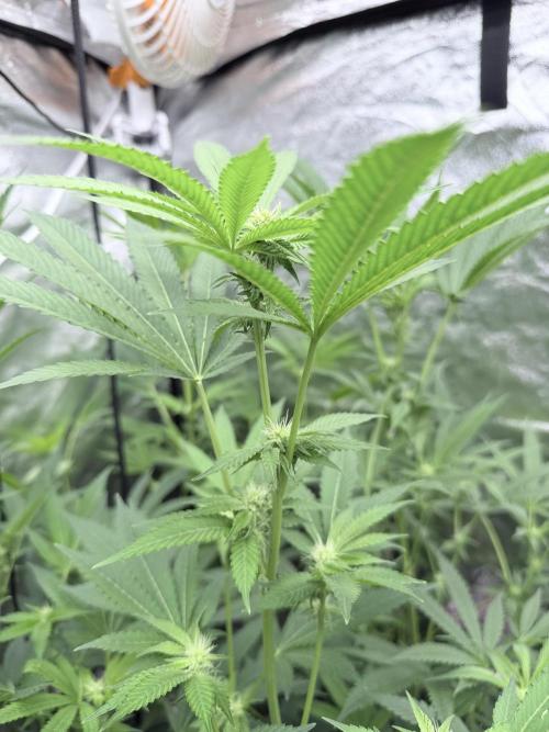 GROUNDED GENÉTICS!MY FIRST TIME GROWING. Week 12