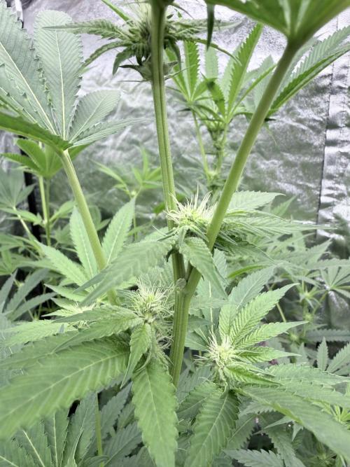 GROUNDED GENÉTICS!MY FIRST TIME GROWING. Week 12