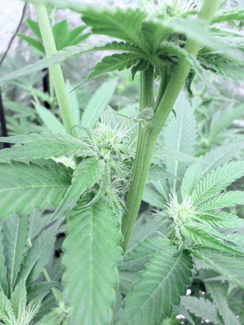 GROUNDED GENÉTICS!MY FIRST TIME GROWING. Week 12