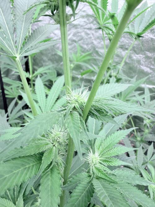 GROUNDED GENÉTICS!MY FIRST TIME GROWING. Week 12
