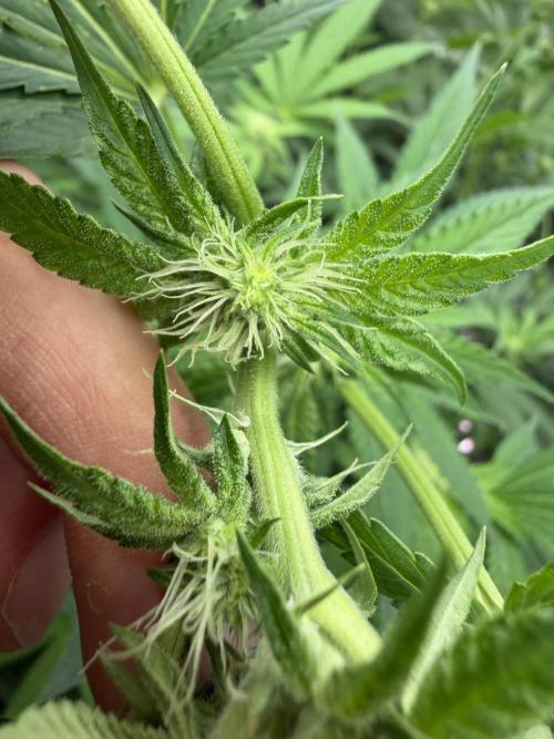 GROUNDED GENÉTICS!MY FIRST TIME GROWING. Week 12