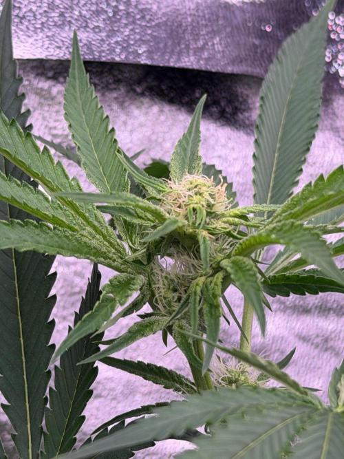 GROUNDED GENÉTICS!MY FIRST TIME GROWING. Week 12
