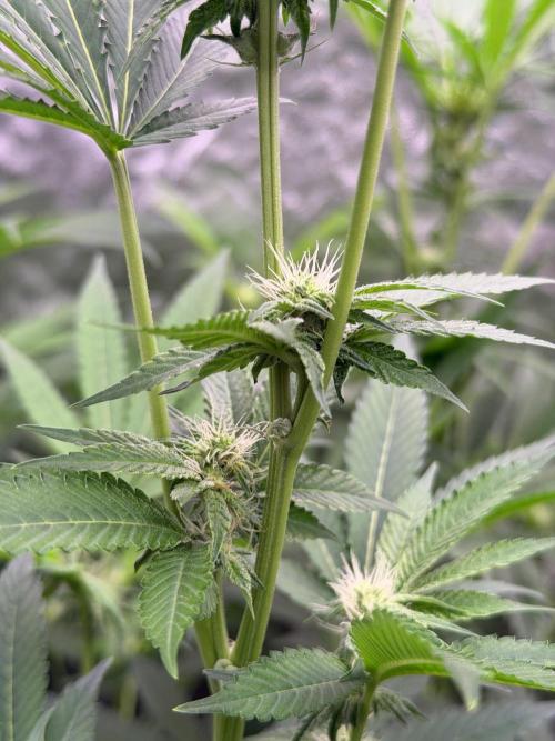 GROUNDED GENÉTICS!MY FIRST TIME GROWING. Week 12