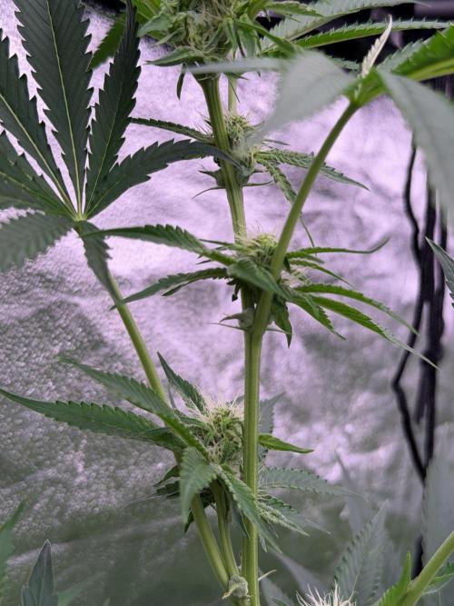 GROUNDED GENÉTICS!MY FIRST TIME GROWING. Week 12