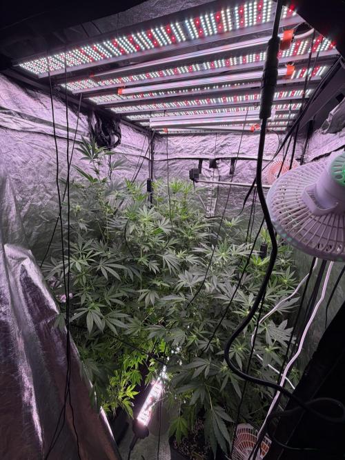 GROUNDED GENÉTICS!MY FIRST TIME GROWING. Week 12 - My new MIGRO ARAY LED light is amazing!