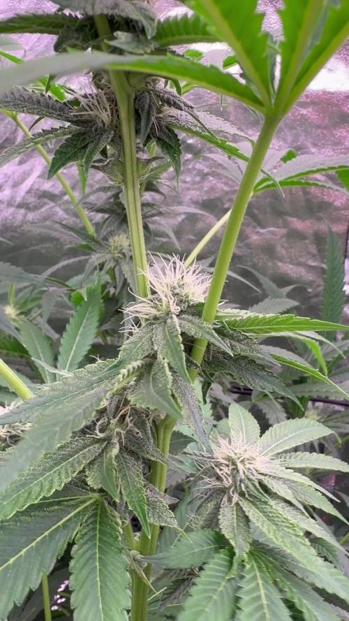GROUNDED GENÉTICS!MY FIRST TIME GROWING