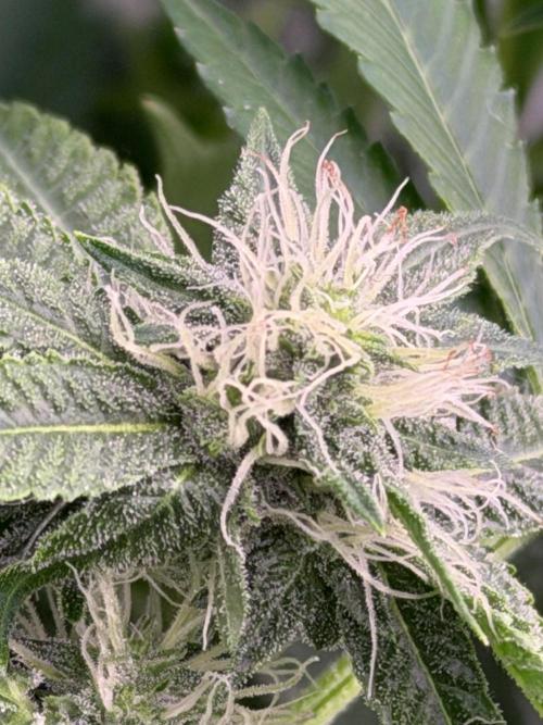 GROUNDED GENÉTICS!MY FIRST TIME GROWING. Week 12