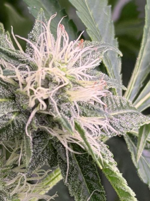 GROUNDED GENÉTICS!MY FIRST TIME GROWING. Week 12 - Amazing hair! And a very sticky resin!