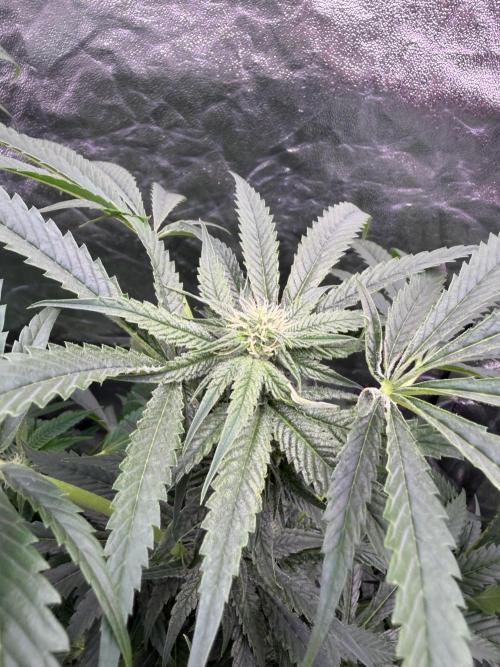 GROUNDED GENÉTICS!MY FIRST TIME GROWING. Week 12
