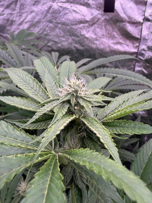 GROUNDED GENÉTICS!MY FIRST TIME GROWING. Week 12