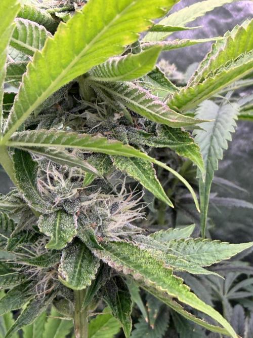 GROUNDED GENÉTICS!MY FIRST TIME GROWING. Week 13