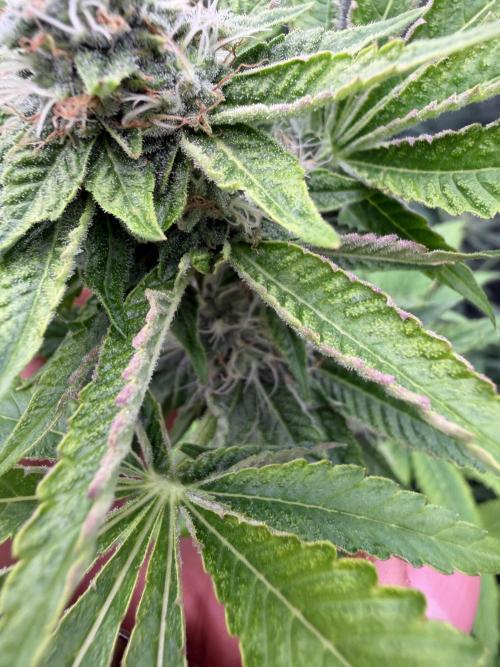 GROUNDED GENÉTICS!MY FIRST TIME GROWING. Week 13