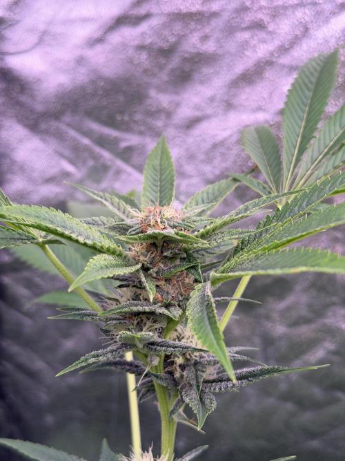 GROUNDED GENÉTICS!MY FIRST TIME GROWING. Week 13