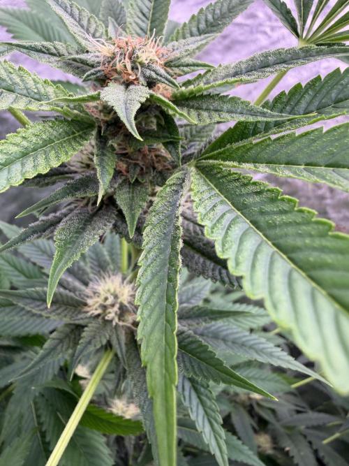 GROUNDED GENÉTICS!MY FIRST TIME GROWING. Week 13