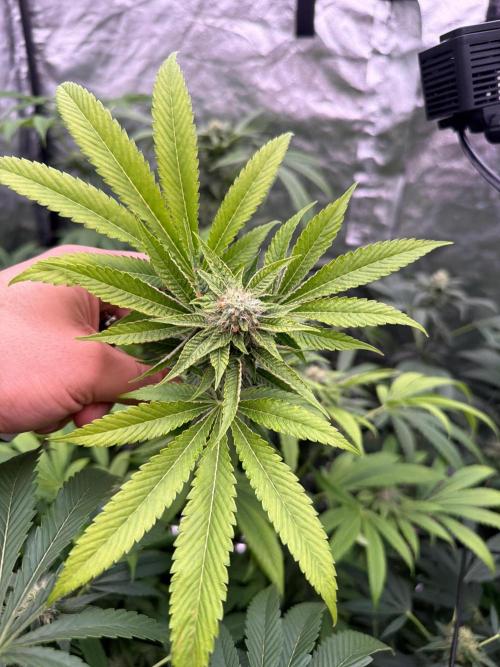 GROUNDED GENÉTICS!MY FIRST TIME GROWING. Week 13
