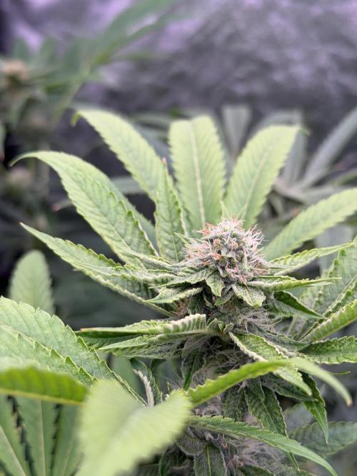 GROUNDED GENÉTICS!MY FIRST TIME GROWING. Week 13
