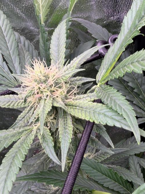 GROUNDED GENÉTICS!MY FIRST TIME GROWING. Week 13