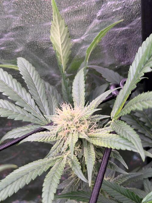 GROUNDED GENÉTICS!MY FIRST TIME GROWING. Week 13