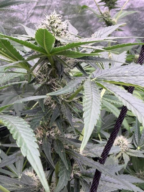 GROUNDED GENÉTICS!MY FIRST TIME GROWING. Week 13