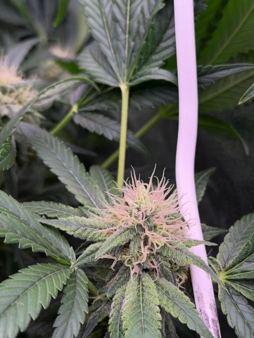 GROUNDED GENÉTICS!MY FIRST TIME GROWING. Week 13