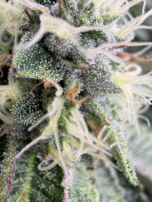 GROUNDED GENÉTICS!MY FIRST TIME GROWING. Week 14
