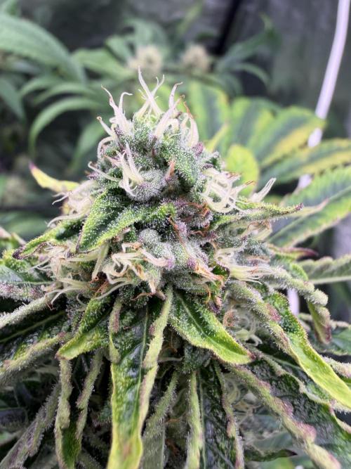 GROUNDED GENÉTICS!MY FIRST TIME GROWING. Week 14