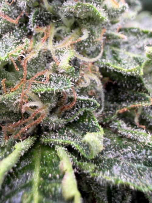 GROUNDED GENÉTICS!MY FIRST TIME GROWING. Week 14