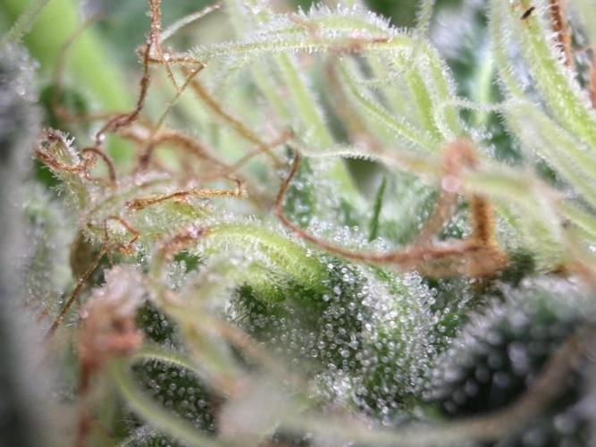 GROUNDED GENÉTICS!MY FIRST TIME GROWING. Week 14