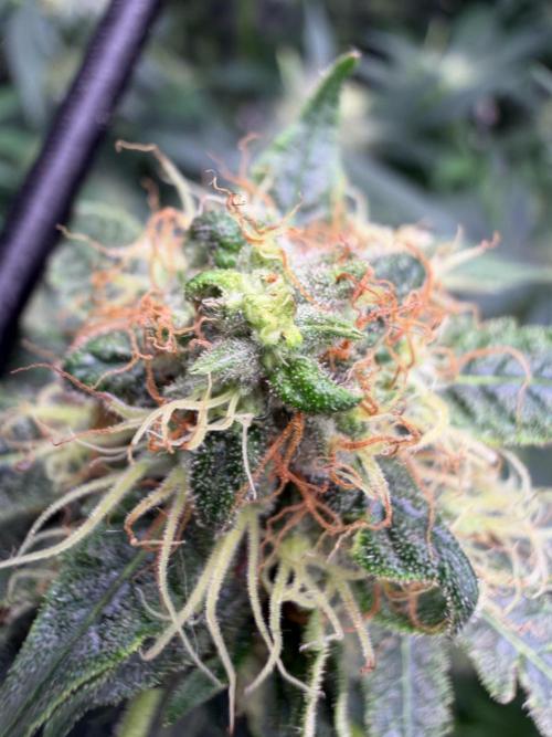 GROUNDED GENÉTICS!MY FIRST TIME GROWING. Week 14