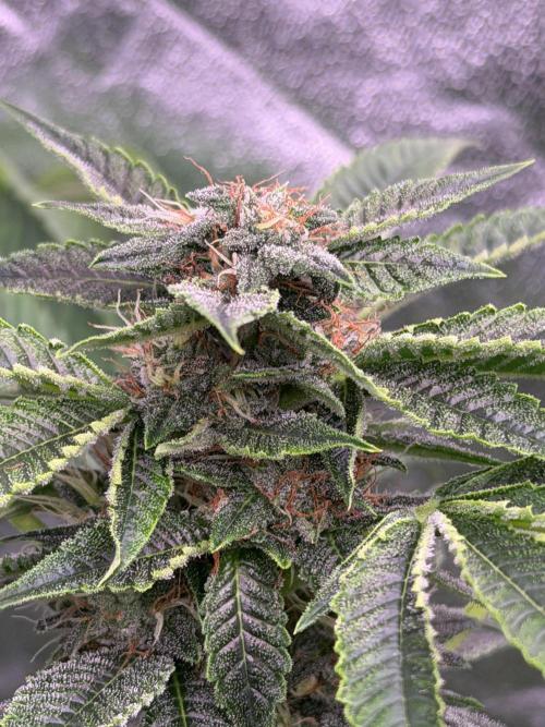 GROUNDED GENÉTICS!MY FIRST TIME GROWING. Week 14