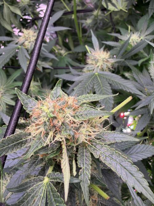 GROUNDED GENÉTICS!MY FIRST TIME GROWING. Week 14