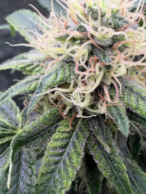 GROUNDED GENÉTICS!MY FIRST TIME GROWING. Week 14