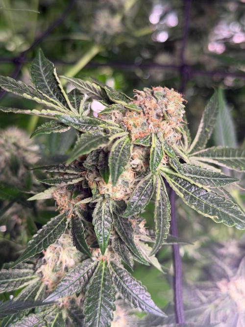 GROUNDED GENÉTICS!MY FIRST TIME GROWING. Week 14
