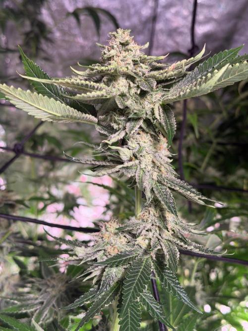GROUNDED GENÉTICS!MY FIRST TIME GROWING. Week 14