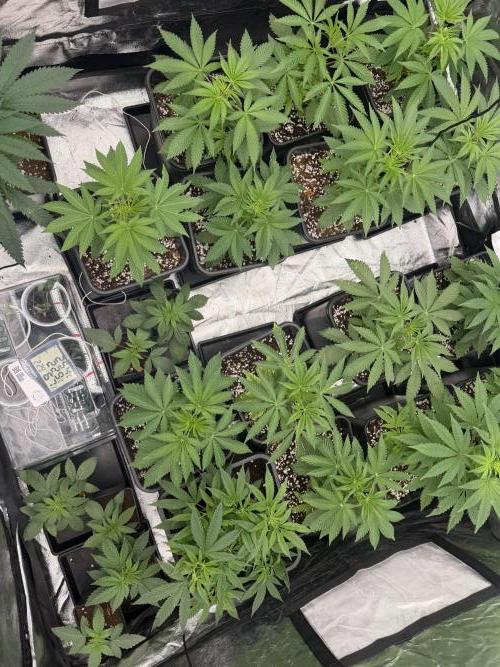 GROUNDED GENÉTICS!MY FIRST TIME GROWING. Week 4 - Small problems always have a solution, just find the way.