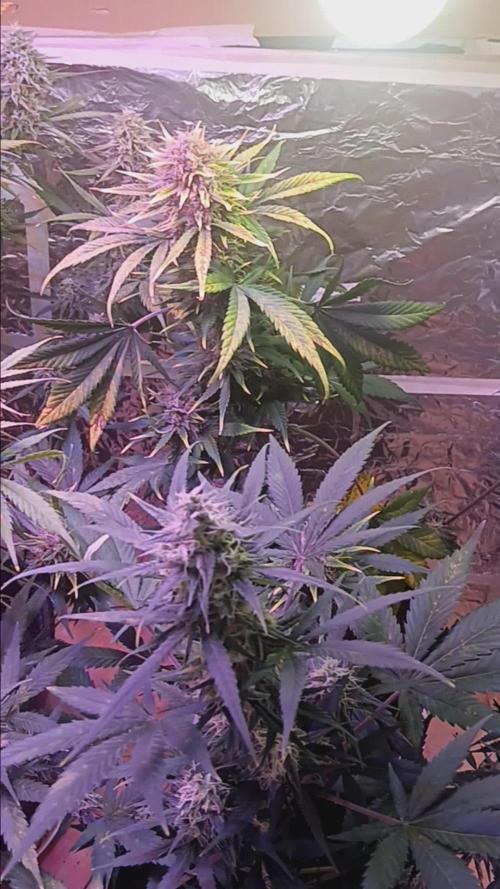 Blueberry Automatic