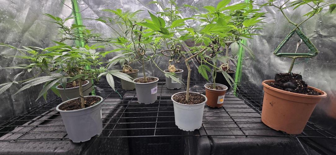 Canna Bonsais Luso. Week 30 - General photo showing the trained stems