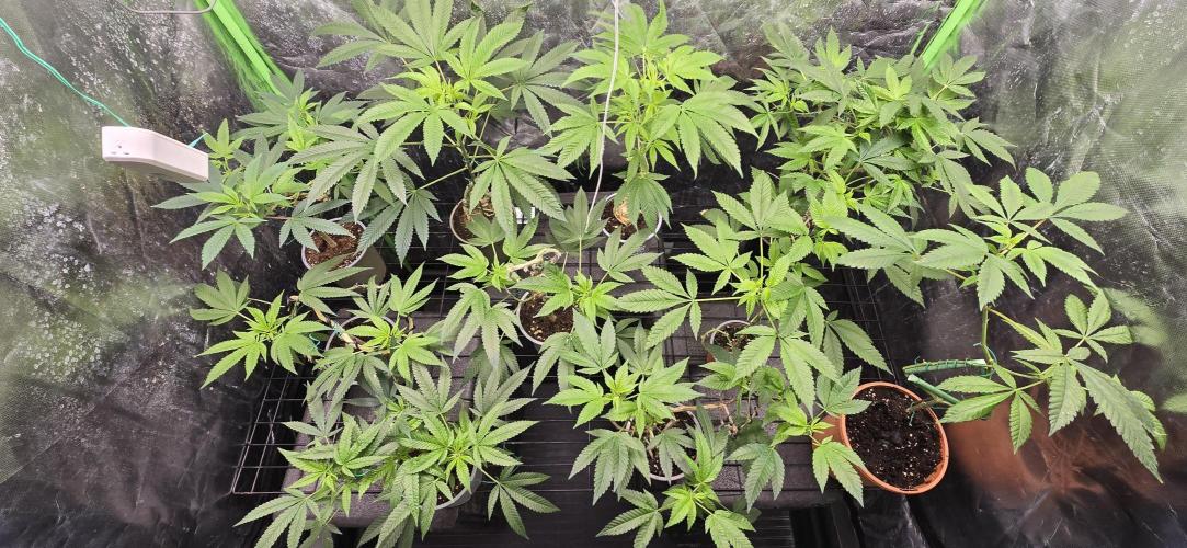 Canna Bonsais Luso. Week 30 - Panoramic photo showing the entire crop