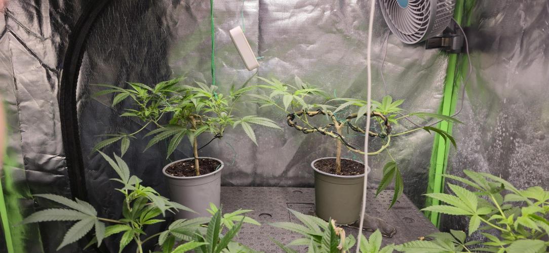 Canna Bonsais Luso. Week 30 - The two most promising genetics, both Kritical Bilbo with strong training