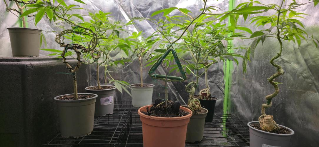 Canna Bonsais Luso. Week 30 - The crop image includes a figure representing the YouTube channel. Triangle shap