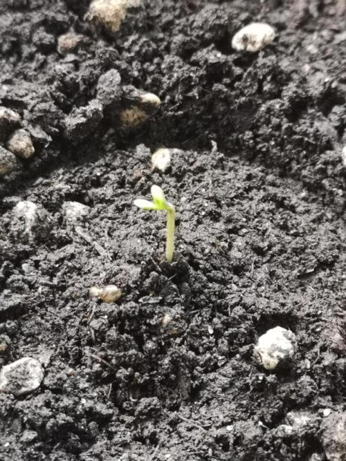 Outdoor 2025. Week 0