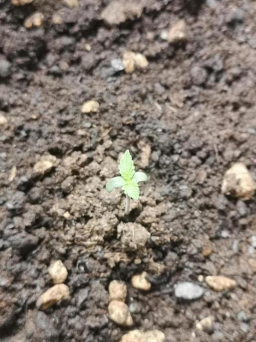 Outdoor 2025. Week 0