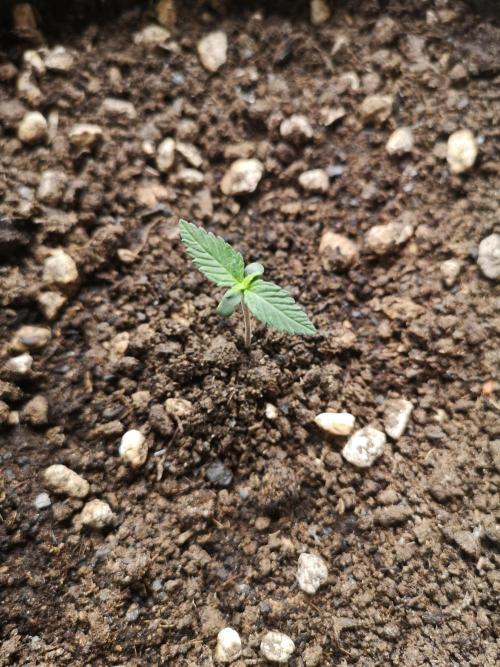 Outdoor 2025. Week 1