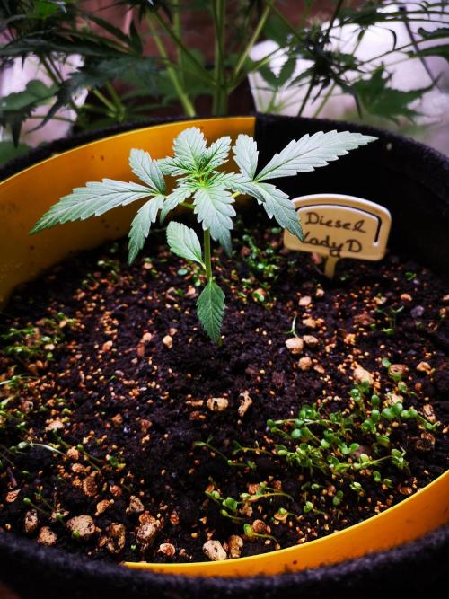 Outdoor 2025. Week 2